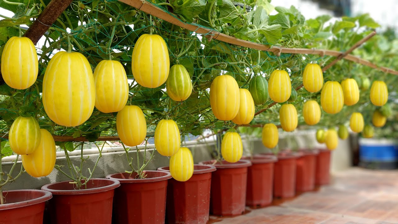 Korean melon fruit seeds for planting