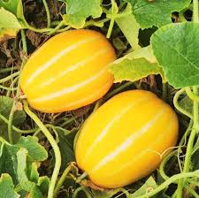 Korean melon seedlings growing in warm soil