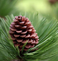 Korean pine seeds showing large brown cones closeup