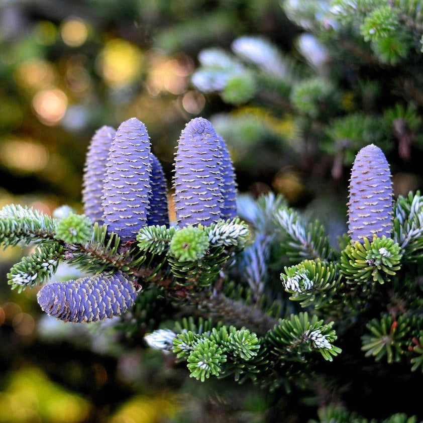 Violet Abies Flower seeds for Planting - Colorful Display, Heirloom & GMO Free Seeds for Home Garden