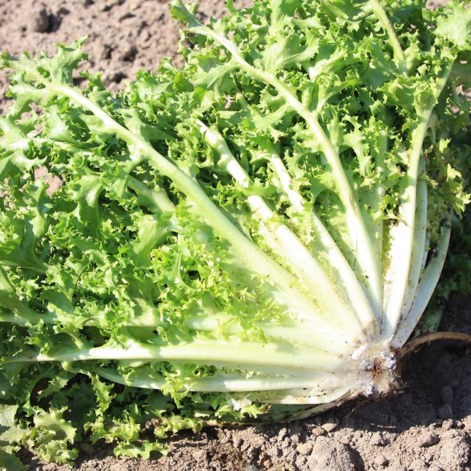Green Yellow Endive Seeds for Planting  Vegetable Garden Starter