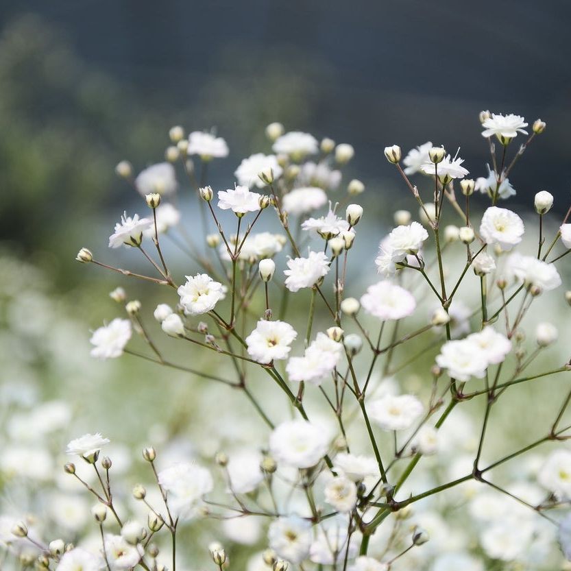 Baby's-Breath Flower seeds for Planting - Bright Blooms, Heirloom & GMO Free Seeds for Home Garden