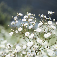 Baby's-Breath Flower seeds for Planting - Bright Blooms, Heirloom & GMO Free Seeds for Home Garden