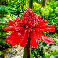 Red Torch Ginger Flower seeds for Planting - Premium Quality, Heirloom & GMO Free Seeds for Home Garden