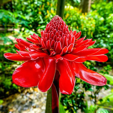 Red Torch Ginger Flower seeds for Planting - Premium Quality, Heirloom & GMO Free Seeds for Home Garden