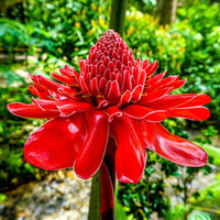 Red Etlingera Flower seeds for Planting - Compact Growth, Heirloom & GMO Free Seeds for Home Garden
