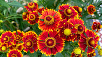 Helenium Flower seeds for Planting Long Bloom Season Heirloom & GMO Free Seeds for Home Garden