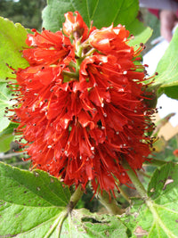 Greyia Sutherlandii Flower seeds for Planting Cut Flower Favorite Heirloom & GMO Free Seeds for Home Garden