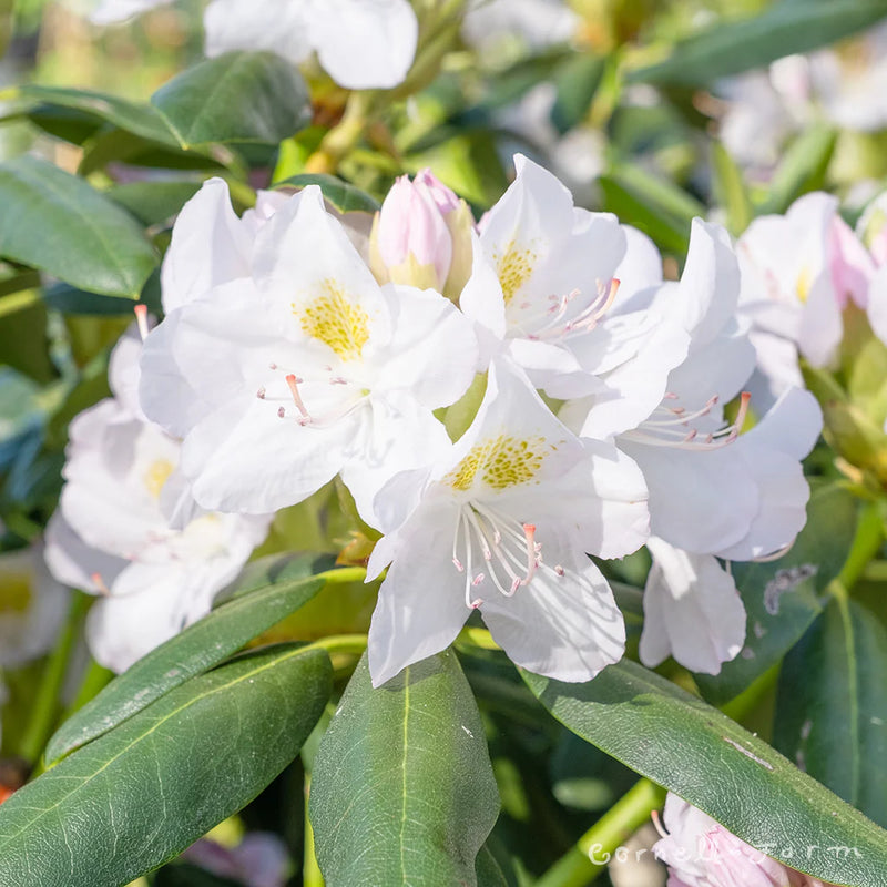 White Catawba Flower Seeds Ideal for Easy Home Planting