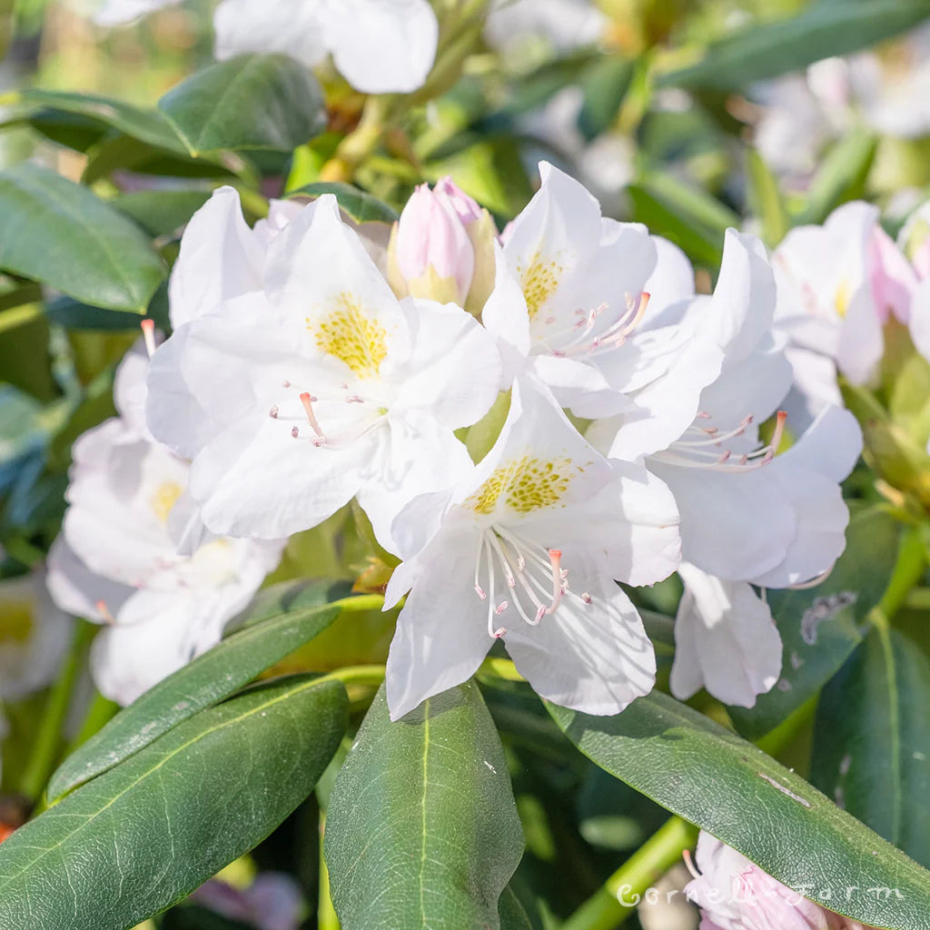 White Catawba Flower Seeds  Ideal for Easy Home Planting