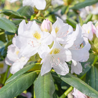 White Catawba Flower Seeds  Ideal for Easy Home Planting