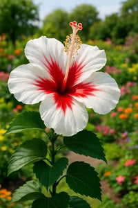 White Red Hibiscus Flower Seeds – Compact Growth Heirloom & NonGMO Seeds for Home Garden
 
 Sale