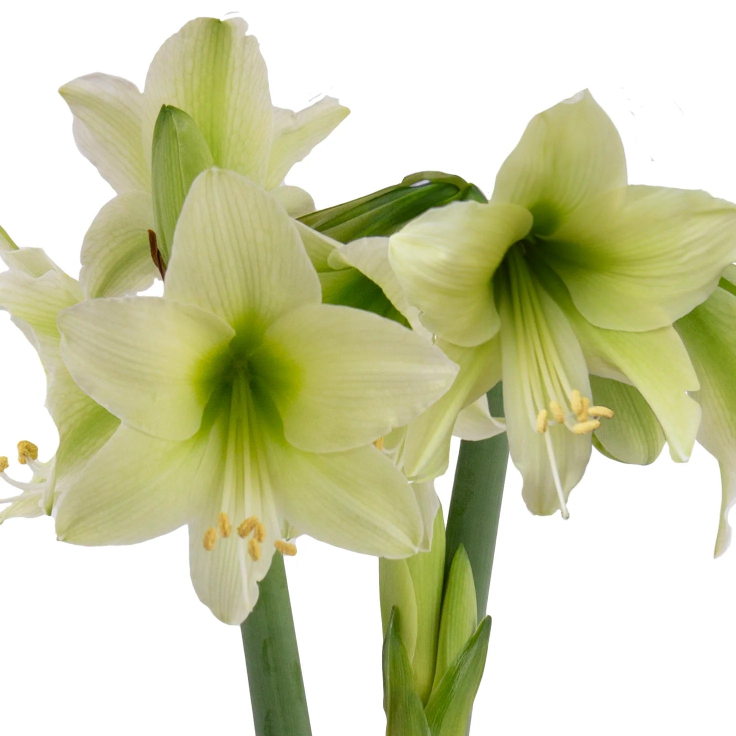 Pale Green Amaryllis Flower seeds for Planting Pollinator Friendly Heirloom & GMO Free Seeds For Home Garden 
 
 Sale