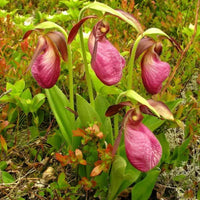 Cypripedium Acaule Flower seeds for Planting - Bright Blooms, Heirloom & GMO Free Seeds for Home Garden