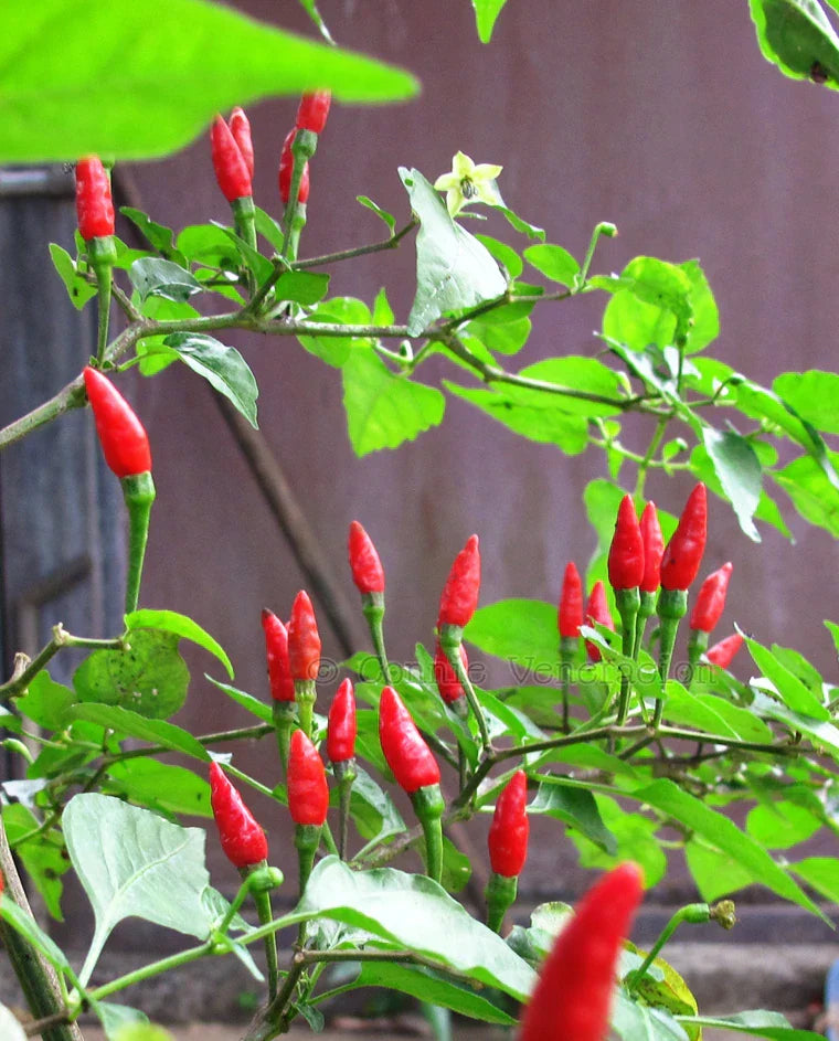 Young Spicy Mixed Labuyo seedlings ready for transplant