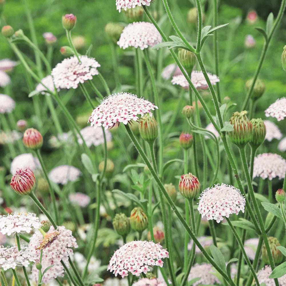 Lace Flower seeds for Planting - Pollinator Friendly, Heirloom & GMO Free Seeds for Home Garden