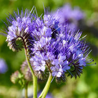 Violet Lacy Phacelia Seeds Flower seeds for Planting Easy to Grow Heirloom & GMO Free Seeds for Home Garden 
 
 Sale