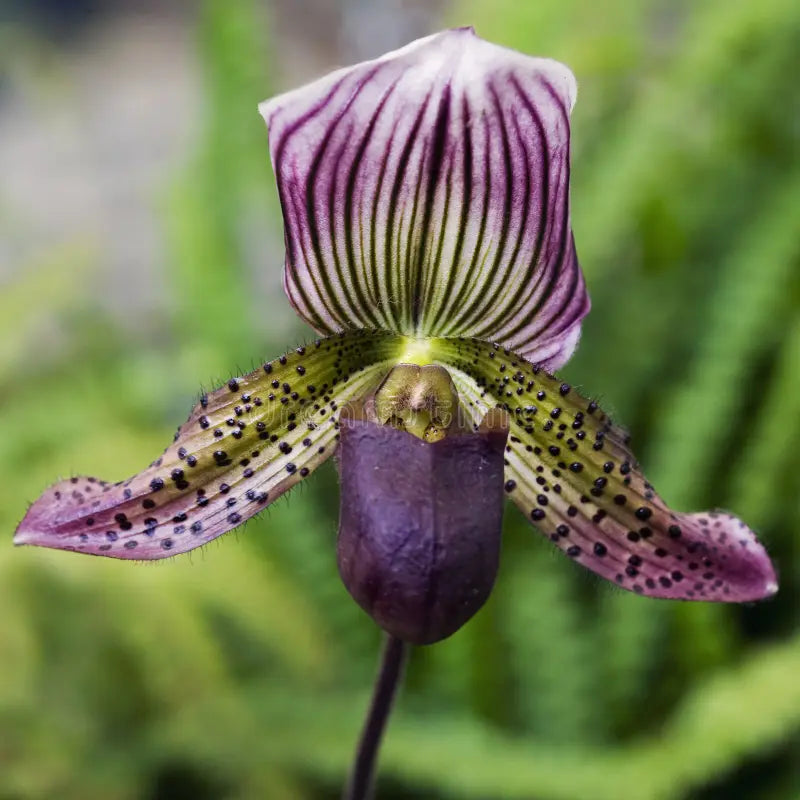 Slipper Orchid Flower seeds for Planting - Perfect for Borders, Heirloom & GMO Free Seeds for Home Garden