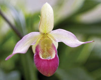 Slipper Orchid Flower seeds for Planting - Perfect for Borders, Heirloom & GMO Free Seeds for Home Garden