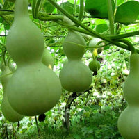Lagenaria Pumpkin Lagenaria siceraria seeds for planting