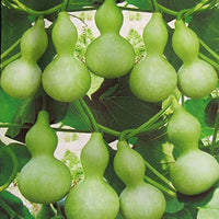 Lagenaria siceraria pumpkin seeds for planting