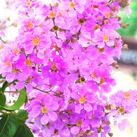 Lagerstroemia Flower seeds for Planting Shade Tolerant Heirloom & GMO Free Seeds for Home Garden