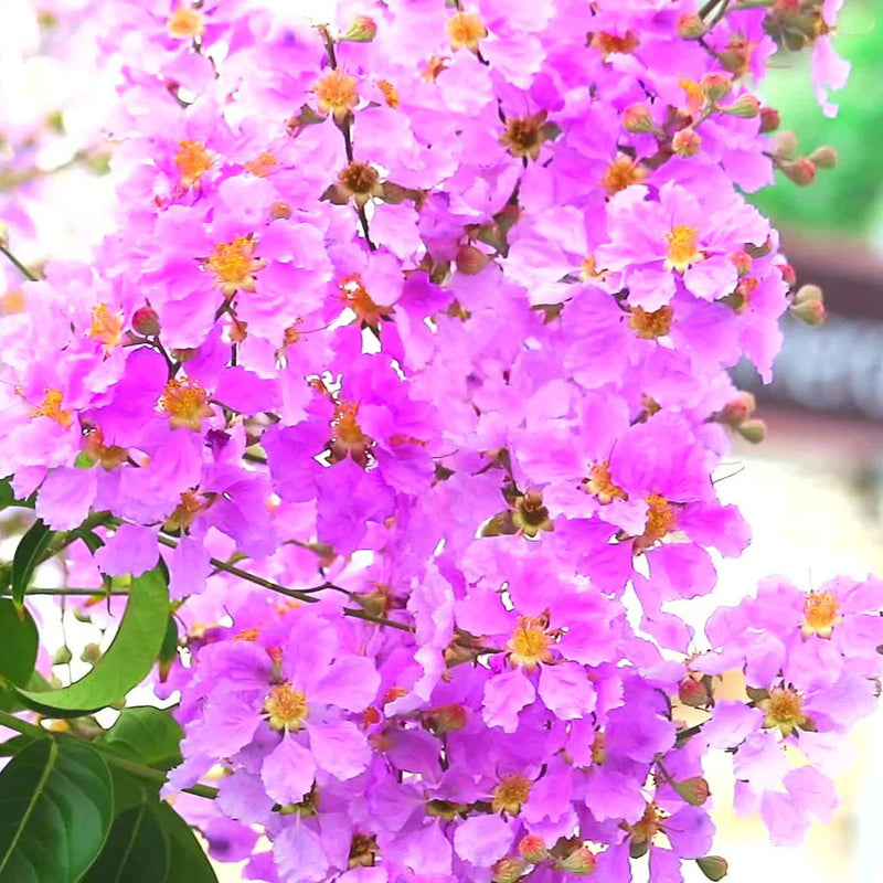 Lagerstroemia Flower seeds for Planting Shade Tolerant Heirloom & GMO Free Seeds for Home Garden