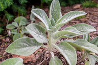 Green Lambs Ear Flower seeds for Planting - Shade Tolerant, Heirloom & GMO Free Seeds for Home Garden