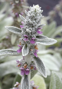 Gray Lambs Ear Flower seeds for Planting - Perfect for Borders, Heirloom & GMO Free Seeds for Home Garden