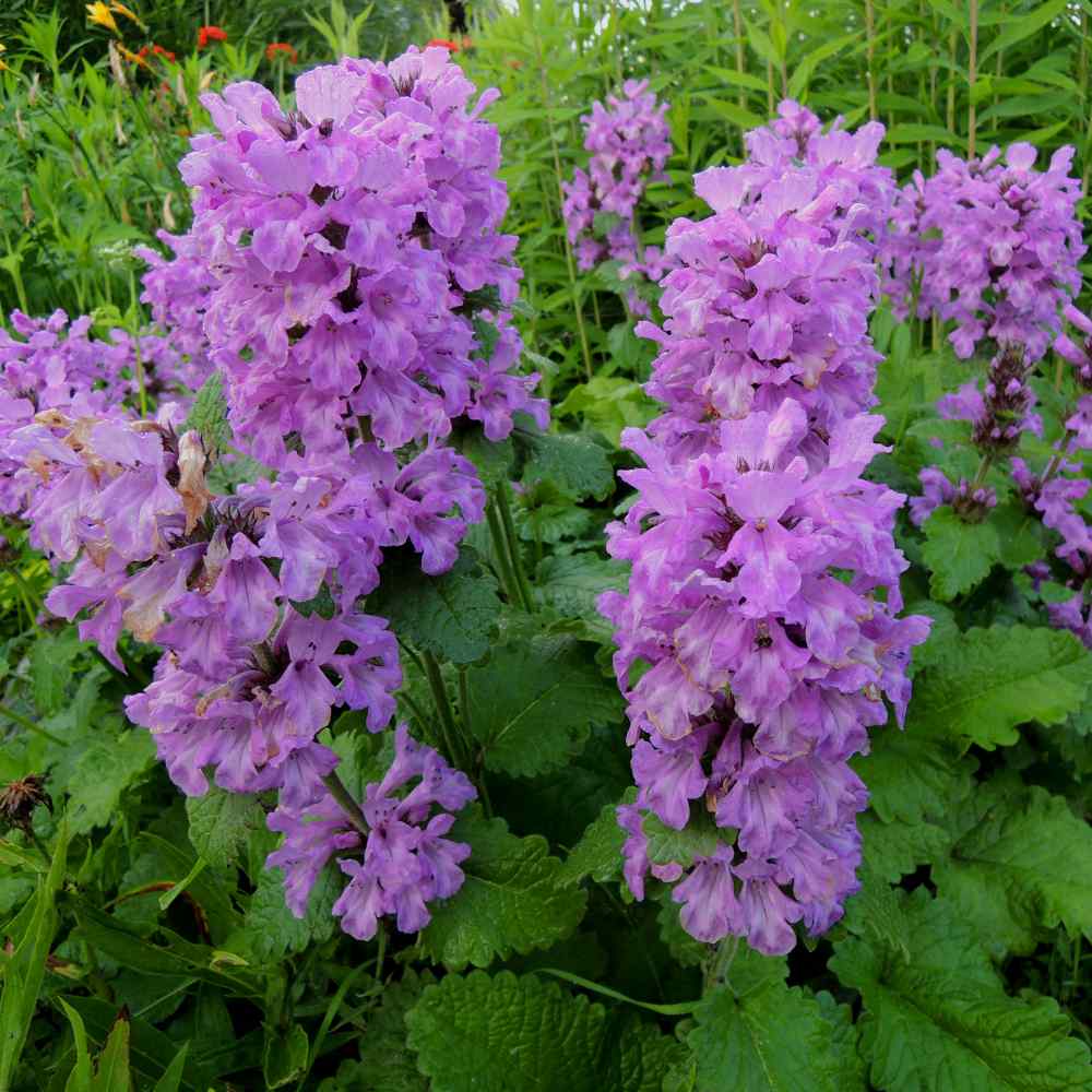 Purple Stachys Flower seeds for Planting Colorful Display Heirloom & GMO Free Seeds for Home Garden
 
 Sale