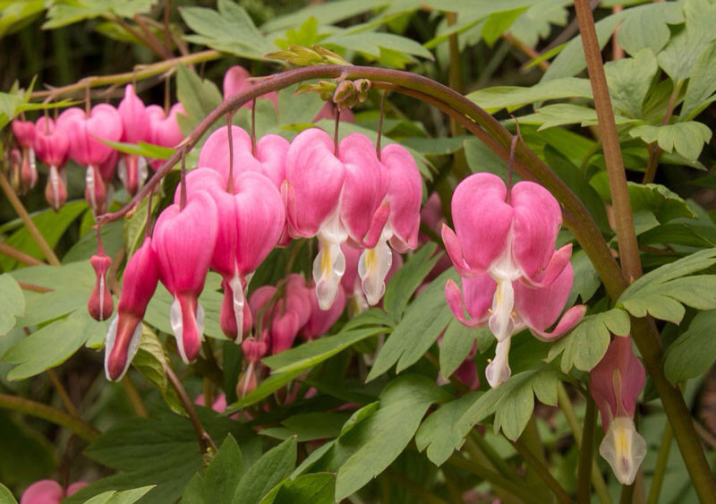Light Pink Heart Flower Seeds for Planting Low Maintenance Heirloom & GMO Free Seeds for Home Garden
 
 Sale