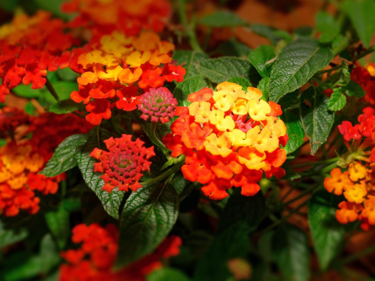 Lantana Flower seeds for Planting Fragrant Blossoms Heirloom & GMO Free Seeds for Home Garden