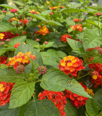 Lantana Flower seeds for Planting Easy to Grow Heirloom & GMO Free Seeds for Home Garden 
 
 Sale