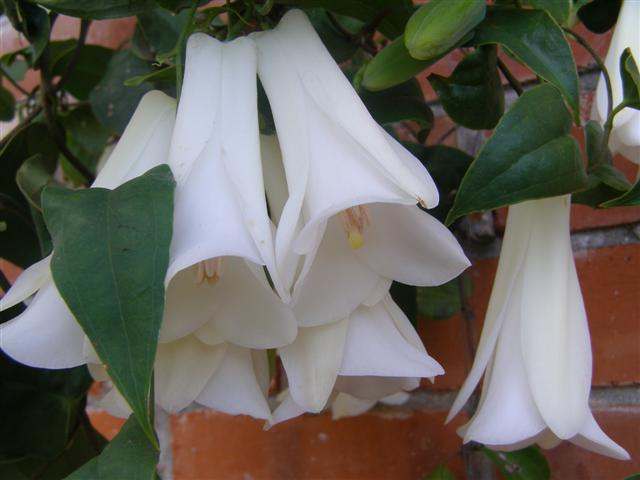 Chilean Bell Flower seeds for Planting Seasonal Bloomer Heirloom & GMO Free Seeds for Home Garden