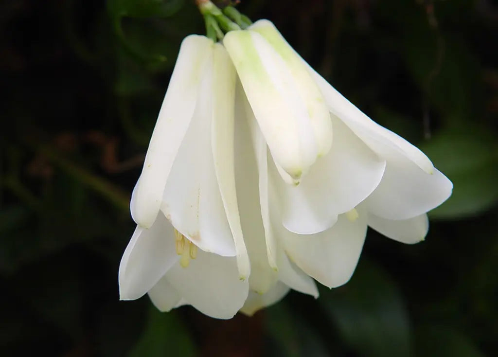 White Lapageria Flower seeds for Planting - Colorful Display, Heirloom & GMO Free Seeds for Home Garden
