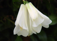 White Lapageria Flower seeds for Planting - Colorful Display, Heirloom & GMO Free Seeds for Home Garden