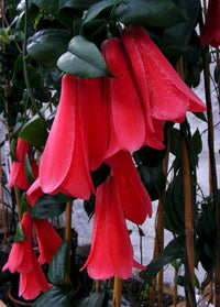 Rare Chilean Bellflower Seeds, Evergreen, DIY Garden Flower Plant