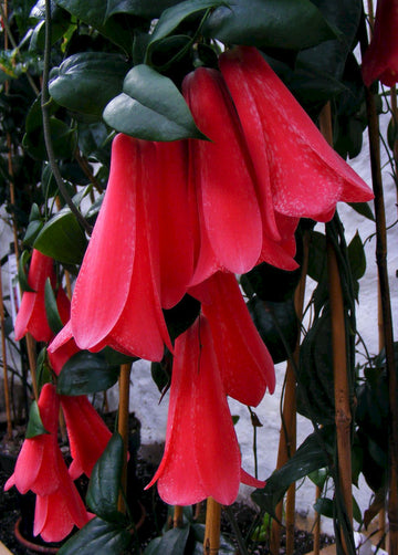 Chilean Bellflower Seeds (Lapageria Rosea) for Unique and Beautiful Garden Flowers