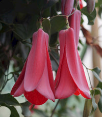 Lapageria Rosea Flower seeds for Planting Sun Loving Heirloom & GMO Free Seeds for Home Garden