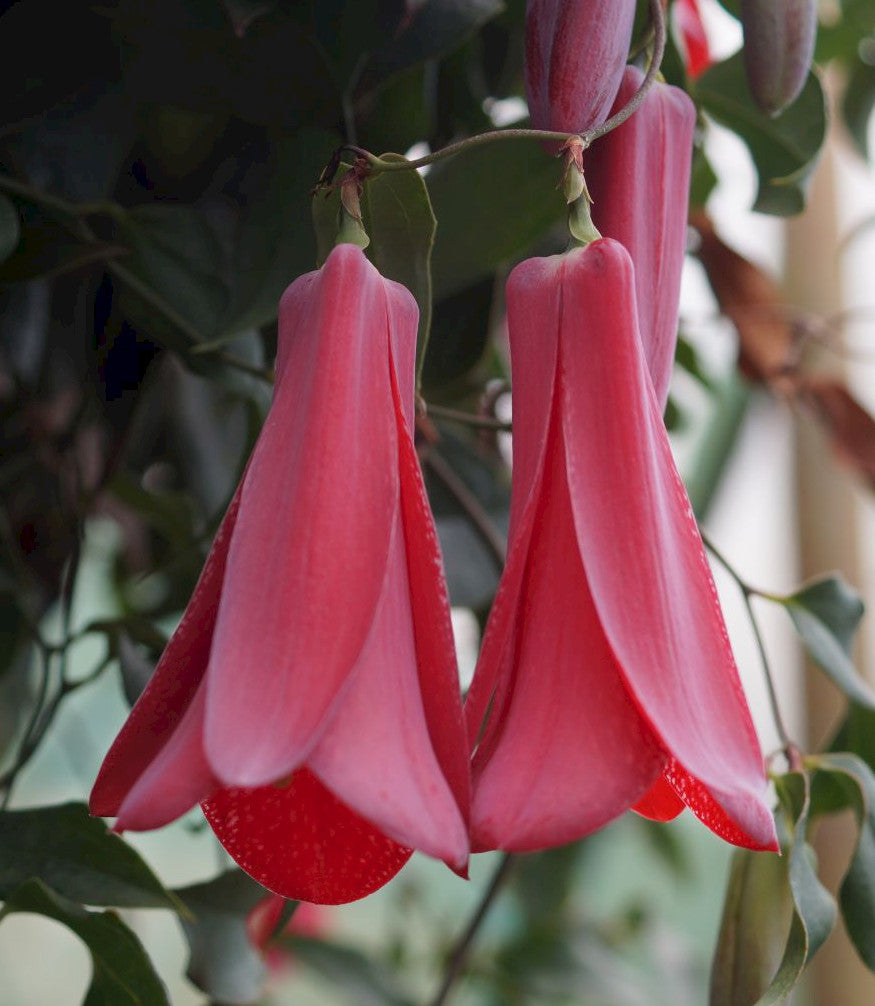 Chilean Bellflower Seeds (Lapageria Rosea) for Unique and Beautiful Garden Flowers
