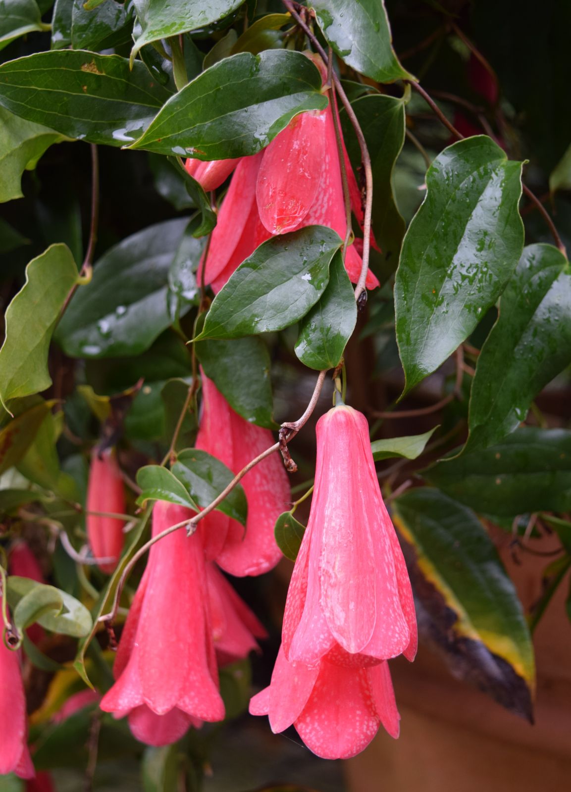 Chilean Bellflower Seeds (Lapageria Rosea) for Unique and Beautiful Garden Flowers