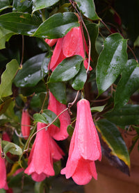 Chilean Bellflower Seeds (Lapageria Rosea) for Unique and Beautiful Garden Flowers
