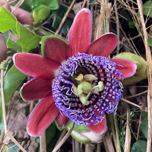 Red WingedStem Passion Flower seeds for Planting Easy to Grow Heirloom & GMO Free Seeds for Home Garden 
 
 Sale