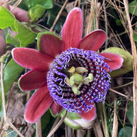 Red WingedStem Passion Flower seeds for Planting Easy to Grow Heirloom & GMO Free Seeds for Home Garden 
 
 Sale