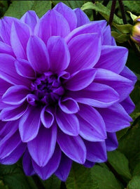 Large Dark Purple Dahlia Flower in Bloom