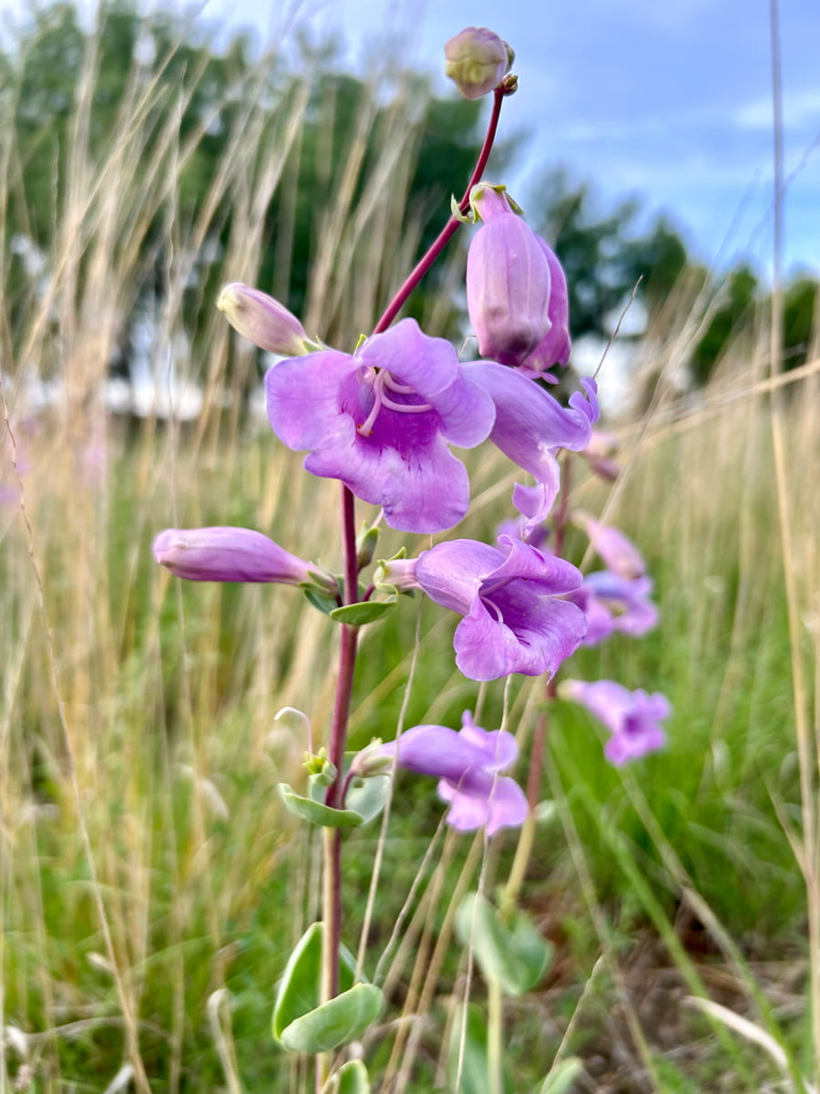 Purple Beardtongue Flower seeds for Planting Seasonal Bloomer Heirloom & GMO Free Seeds for Home Garden 
 
 Sale