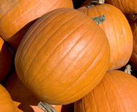 Large Non-GMO pumpkin seeds for home gardens