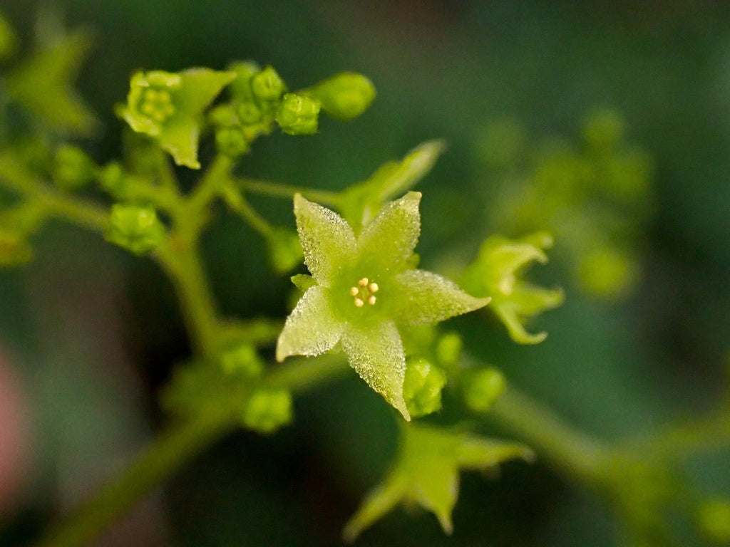 Gynostemma Pentaphyllum Flower seeds for Planting - Seasonal Bloomer, Heirloom & GMO Free Seeds for Home Garden