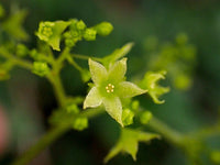 Gynostemma Pentaphyllum Flower seeds for Planting - Seasonal Bloomer, Heirloom & GMO Free Seeds for Home Garden
