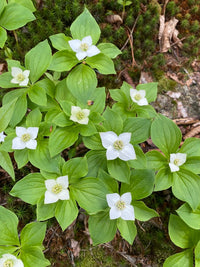 Bunchberry Flower seeds for Planting Shade Tolerant Heirloom & GMO Free Seeds for Home Garden 
 
 Sale for planting in home garden